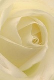 This immersive close-up sweeps you into the gentle spiral of a cream-white rose, conjuring the tranquil atmosphere of Castelnau's leafy avenues at dawn. The petals, fine as parchment and as soft as whispering London fog, unfurl in perfect harmony, each one catching the filtered light that so often graces the windows of Barnes' historic homes. Subtle shadows linger between folds, offering a sense of depth and intimate mystery, while the serene sweep of ivory tones invites the senses to savor the imagined touch of morning dew. For the Castelnau community, this rose stands as a quiet testament to reverence, admiration, and sincere beginnings-its understated fragrance imagined as a balm for the soul. The artistry behind this bloom echoes the thoughtful care of local florists, working with the natural rhythm and beauty that Castelnau is known for, crafting arrangements that capture not just flowers, but the spirit of their lush riverside neighbourhood.